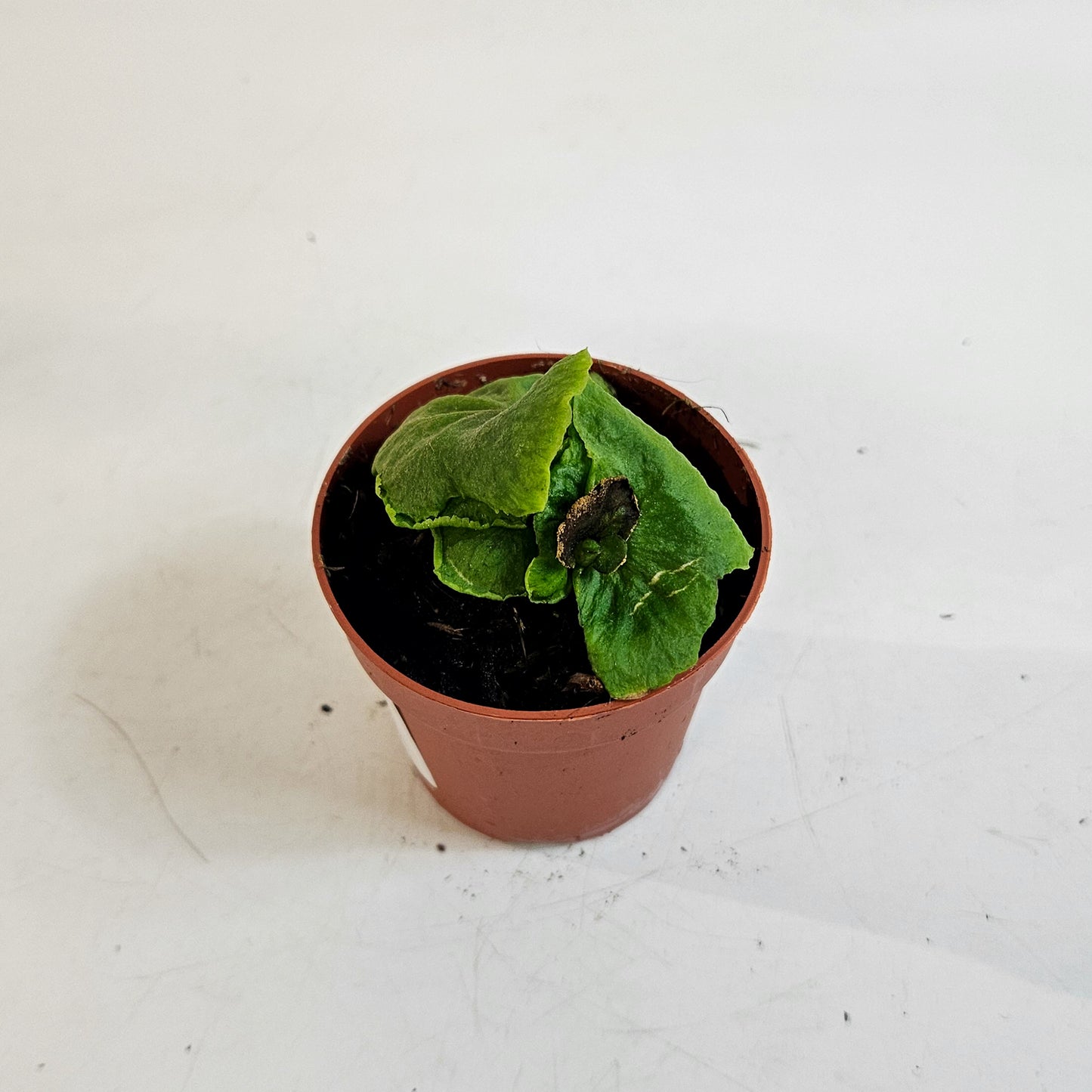 Platycerium ridleyi DWARF 7cm H15cm