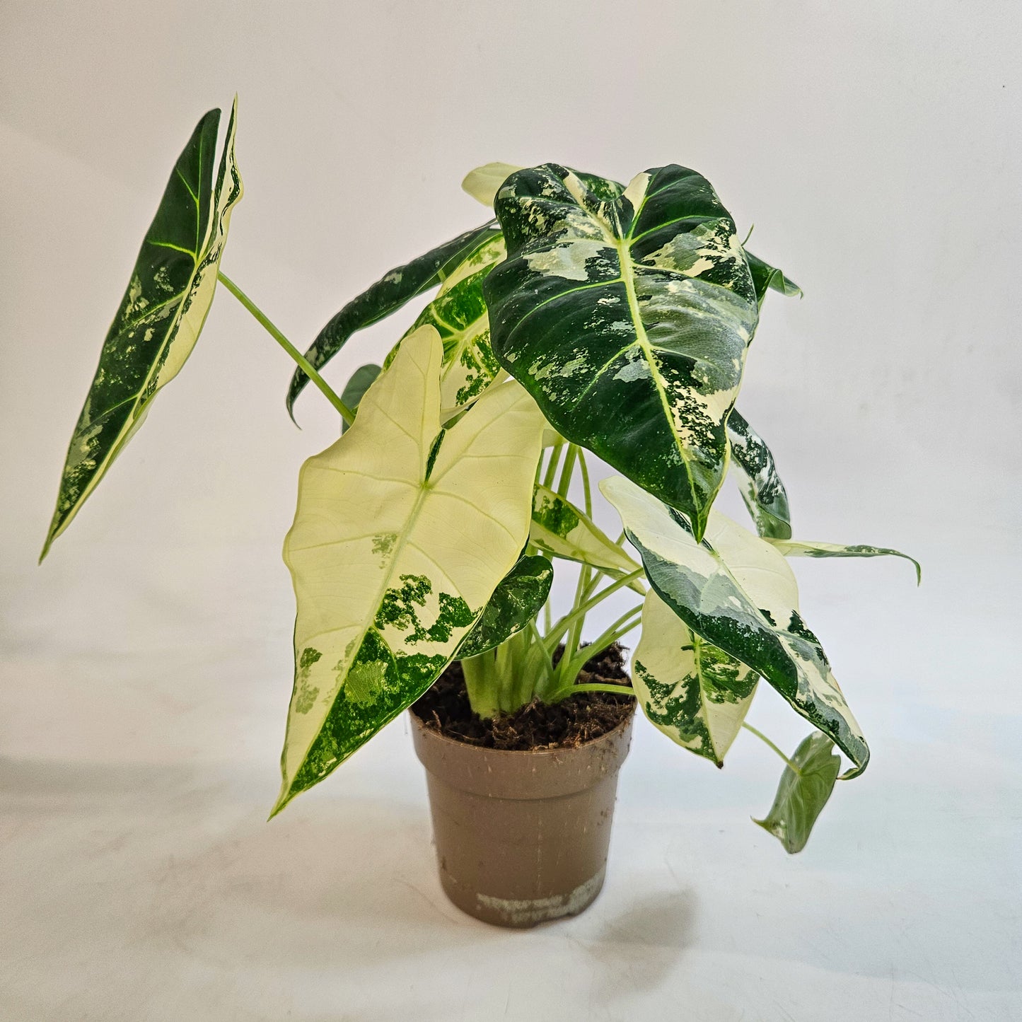 Alocasia micholitziana 'Frydek Variegata' 11cm H25cm
