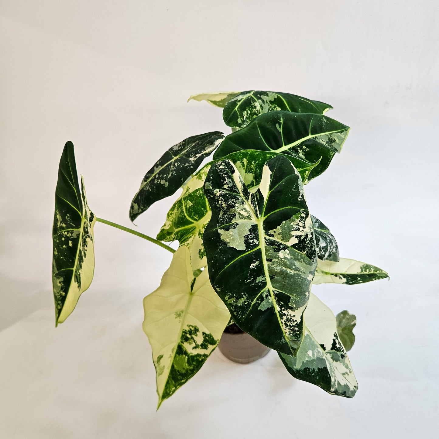 Alocasia micholitziana 'Frydek Variegata' 11cm H25cm