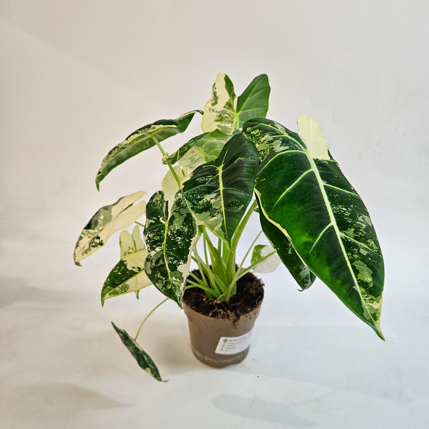 Alocasia micholitziana 'Frydek Variegata' 11cm H25cm
