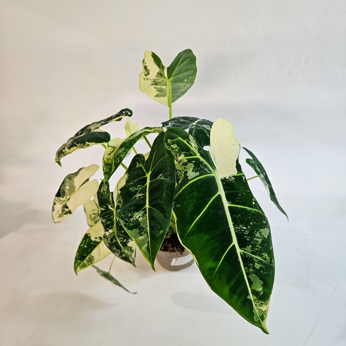 Alocasia micholitziana 'Frydek Variegata' 11cm H25cm