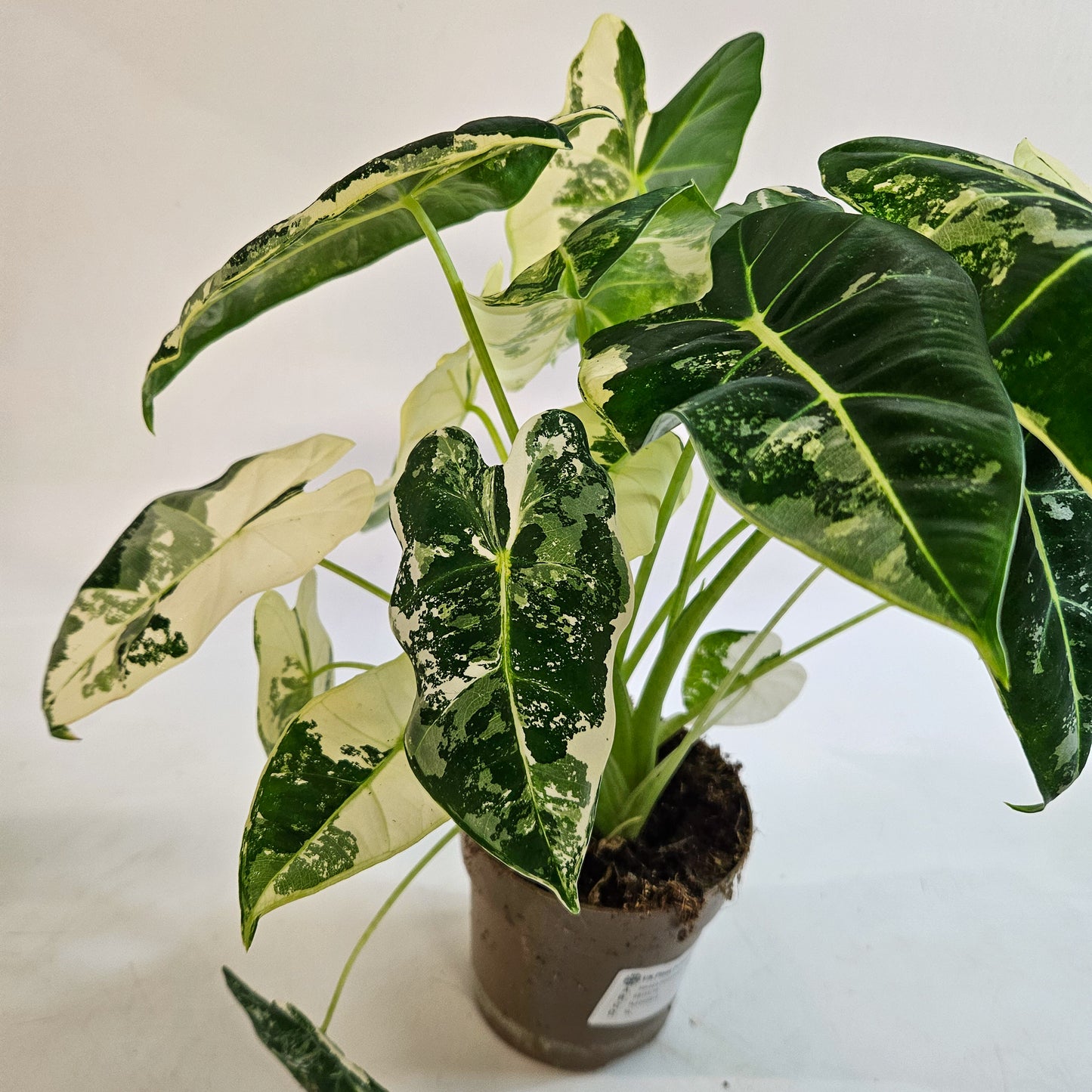 Alocasia micholitziana 'Frydek Variegata' 11cm H25cm