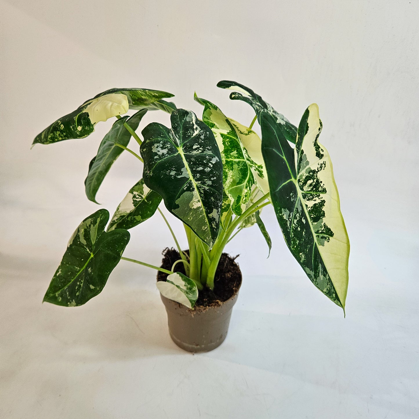 Alocasia micholitziana 'Frydek Variegata' 11cm H25cm