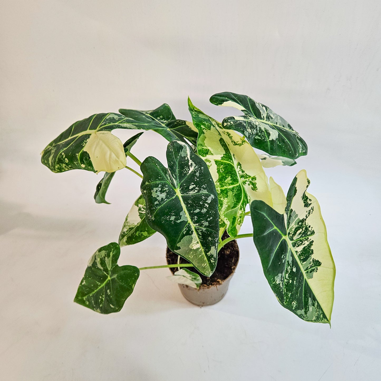 Alocasia micholitziana 'Frydek Variegata' 11cm H25cm