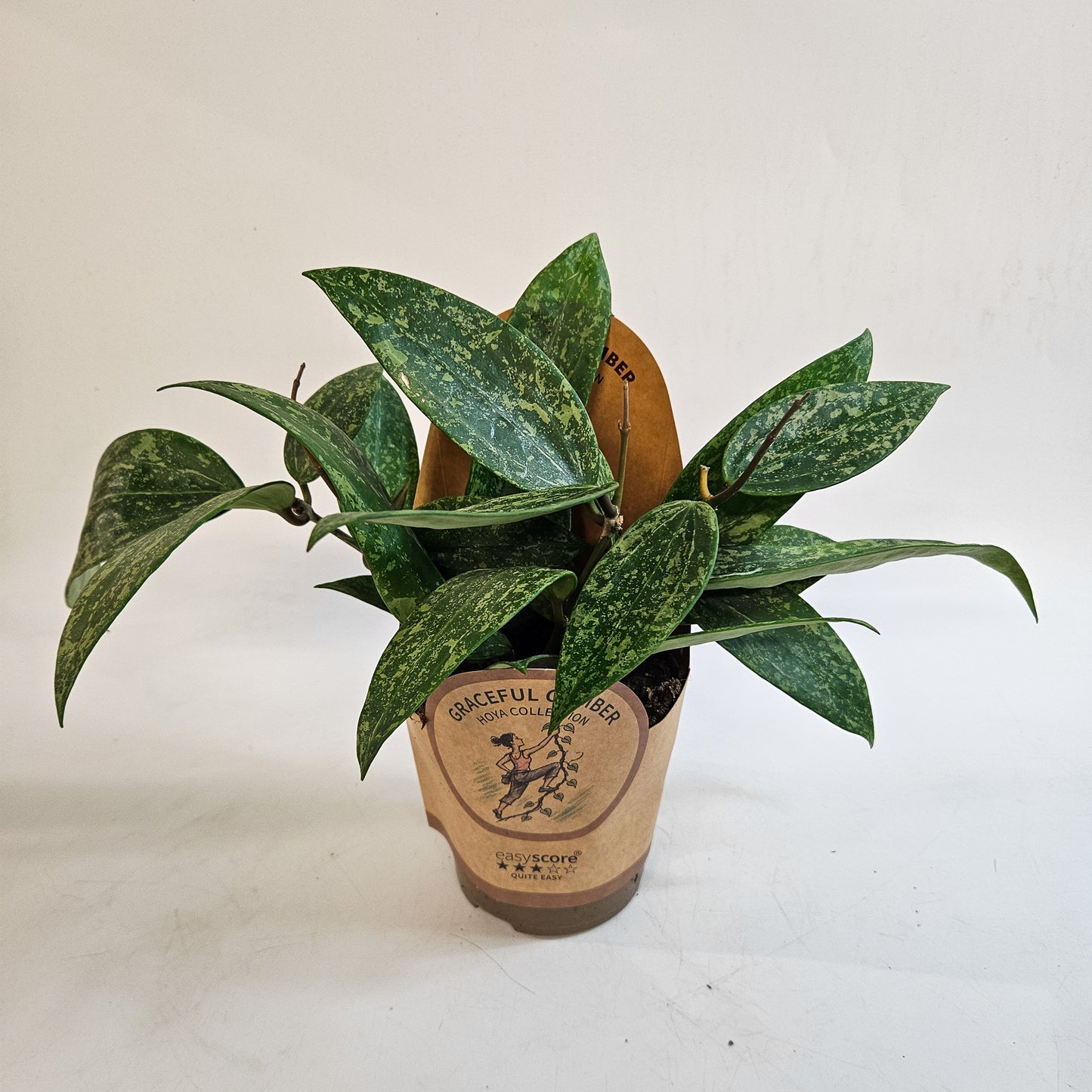 Hoya 'Rosan' 11cm H23cm