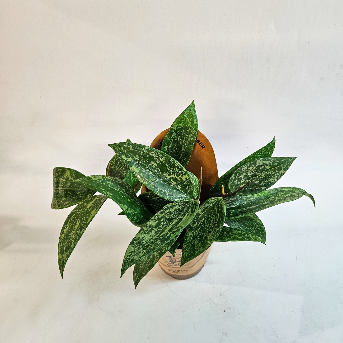 Hoya 'Rosan' 11cm H23cm