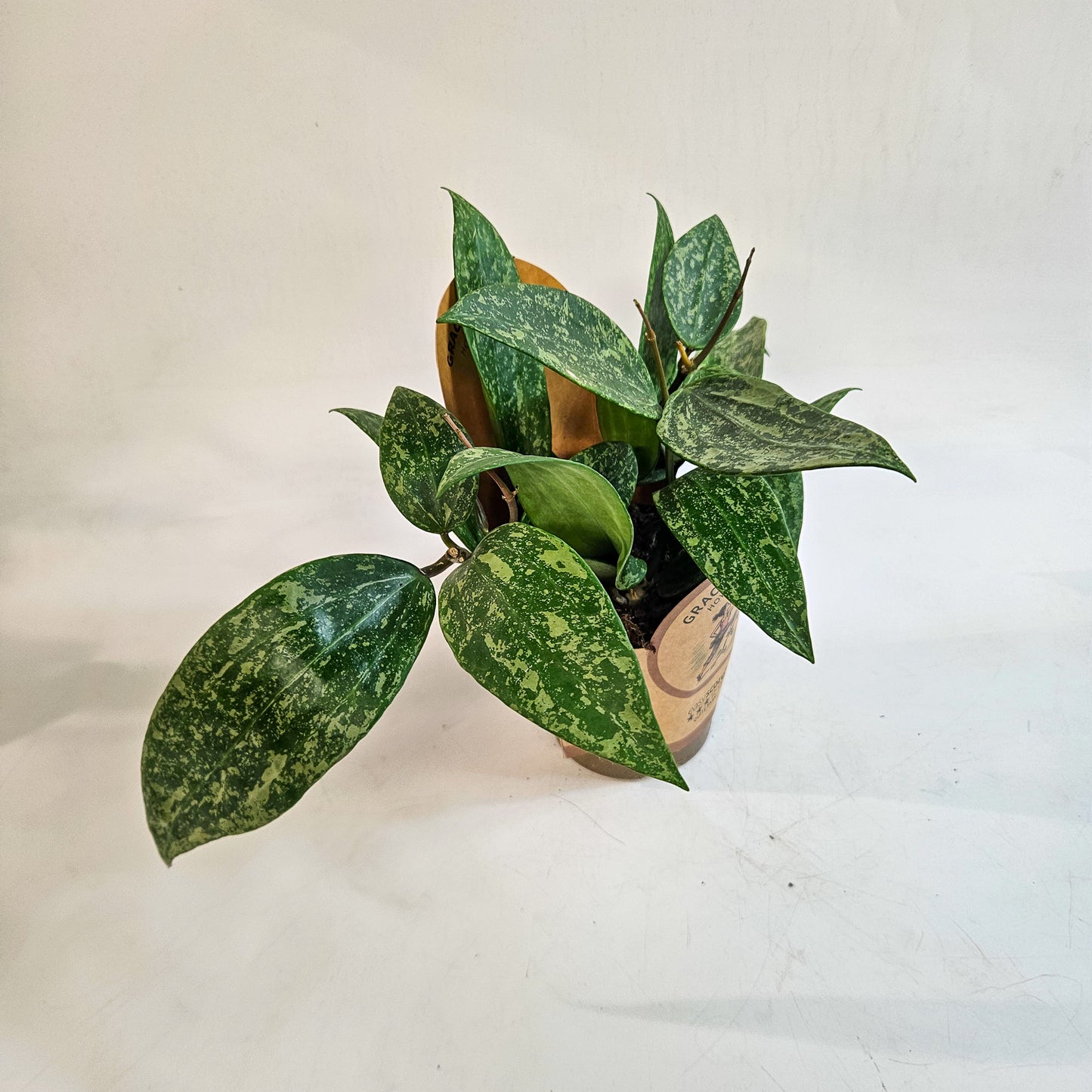 Hoya 'Rosan' 11cm H23cm