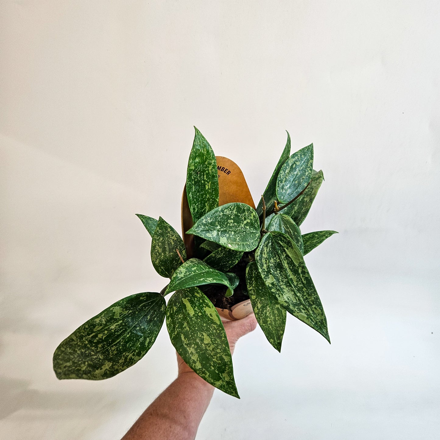 Hoya 'Rosan' 11cm H23cm