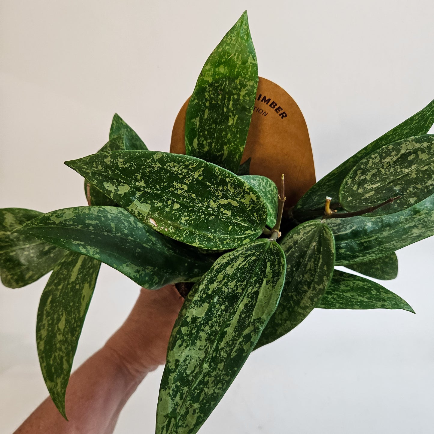 Hoya 'Rosan' 11cm H23cm