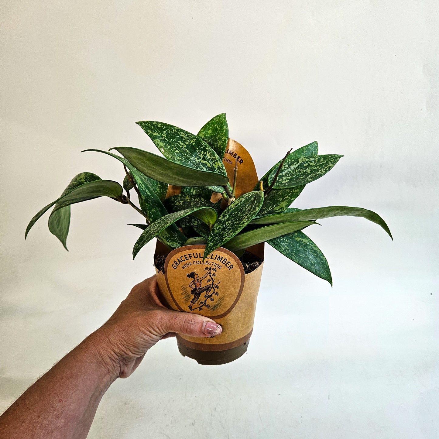 Hoya 'Rosan' 11cm H23cm
