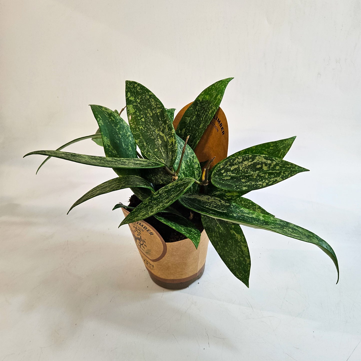 Hoya 'Rosan' 11cm H23cm