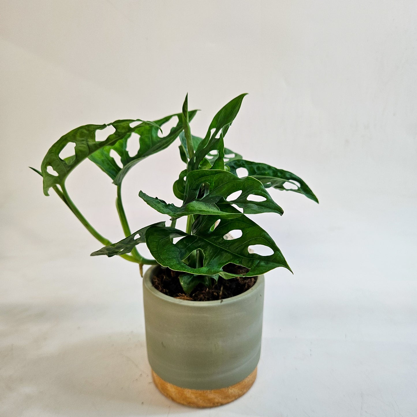 Monstera friedrichsthalii 10cm H18cm