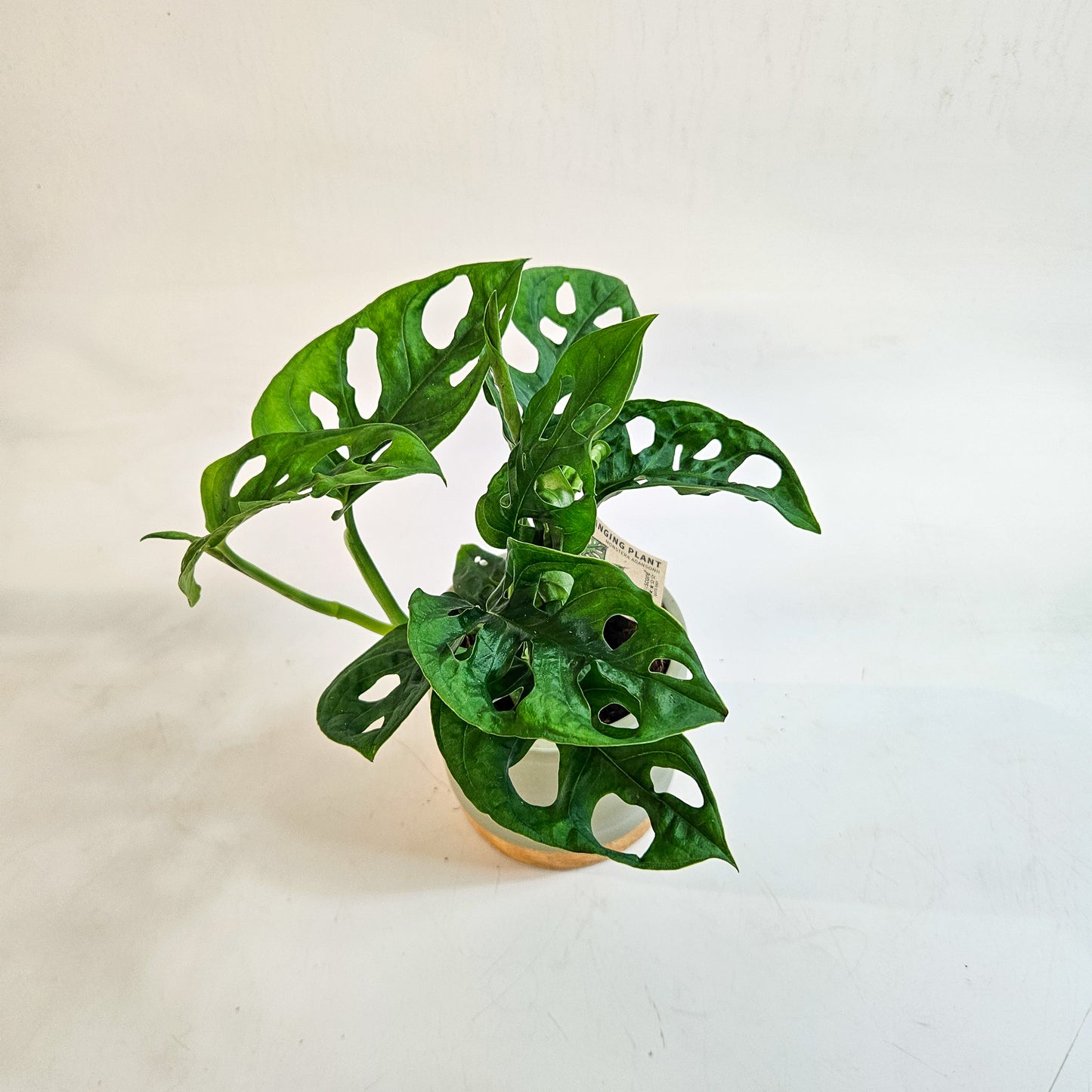Monstera friedrichsthalii 10cm H18cm