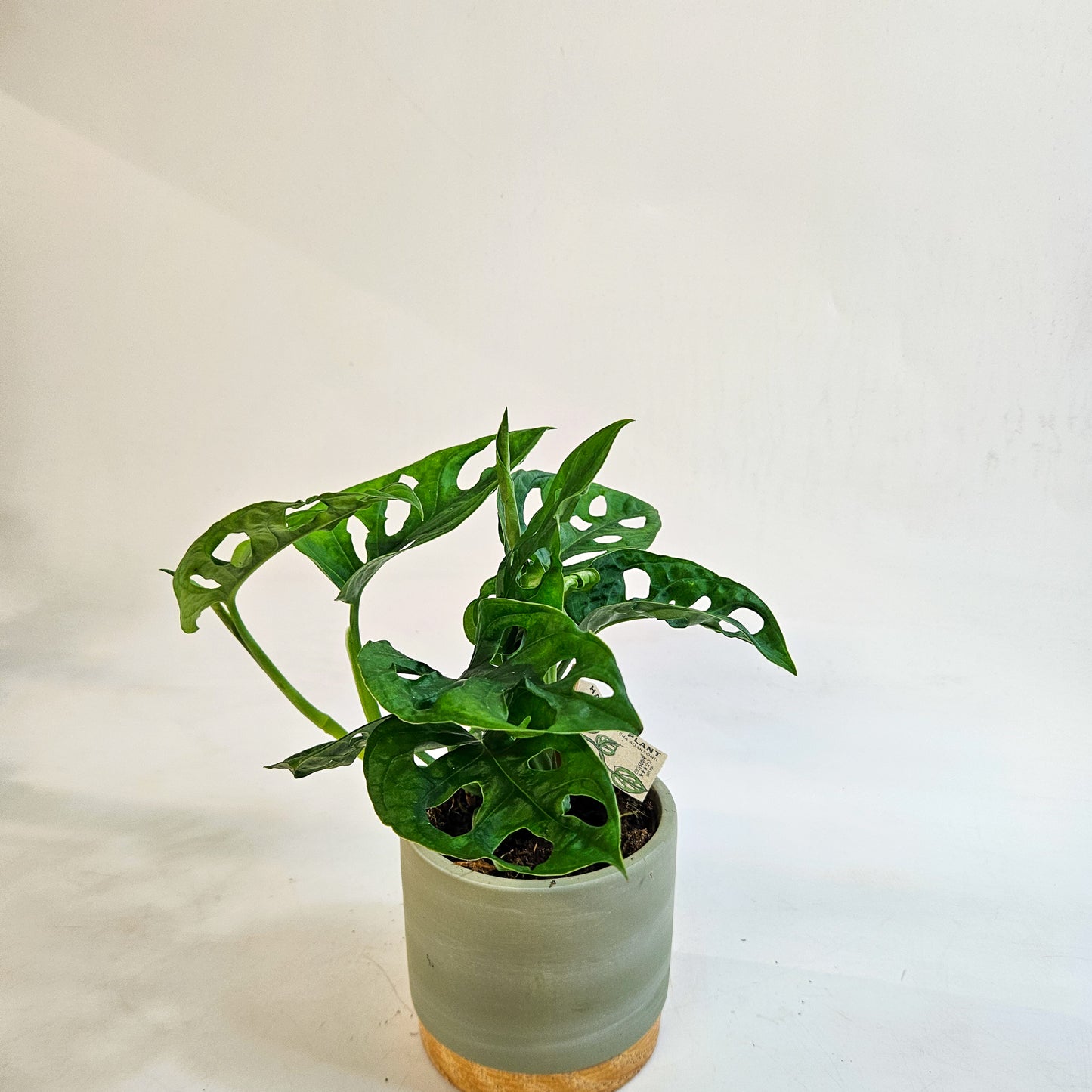 Monstera friedrichsthalii 10cm H18cm