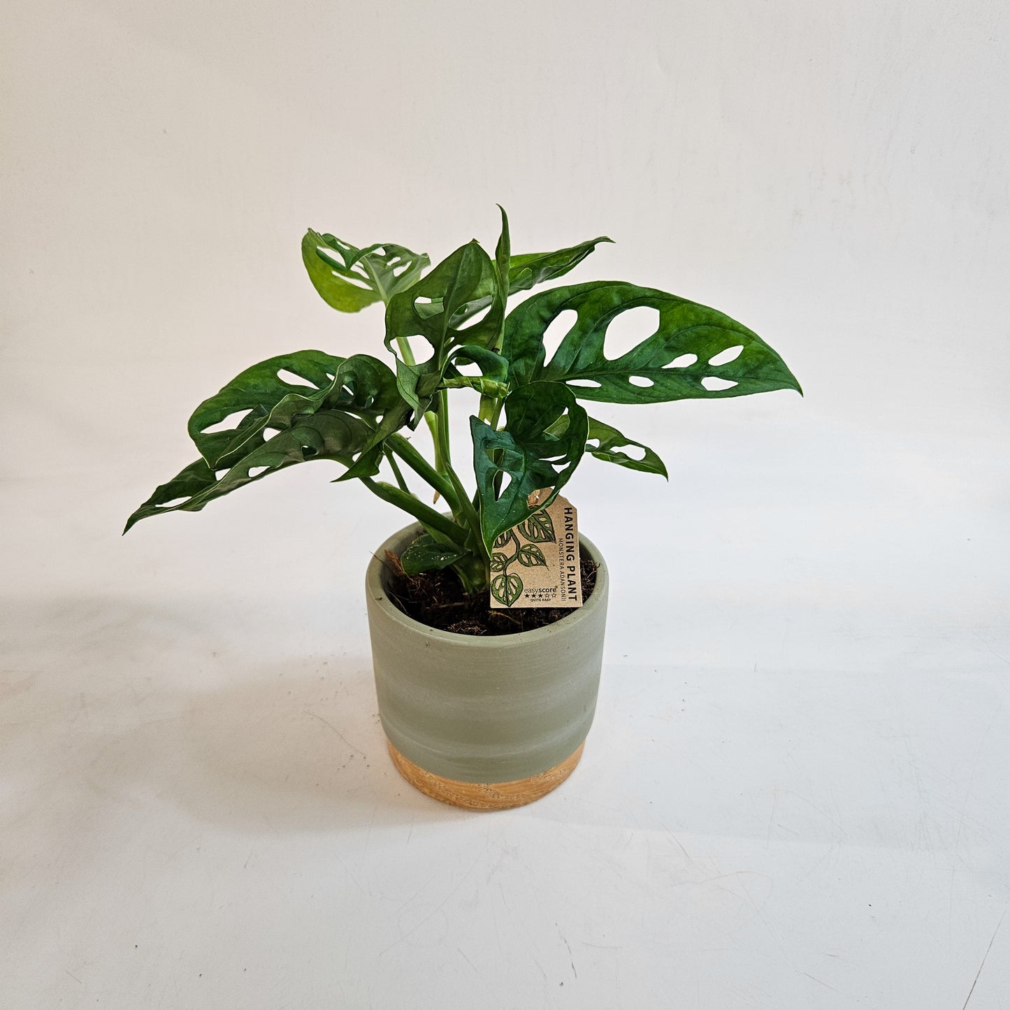 Monstera friedrichsthalii 10cm H18cm