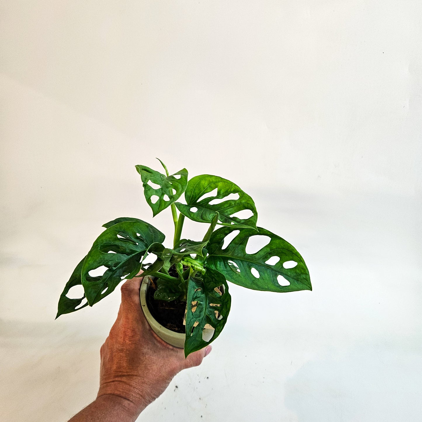 Monstera friedrichsthalii 10cm H18cm