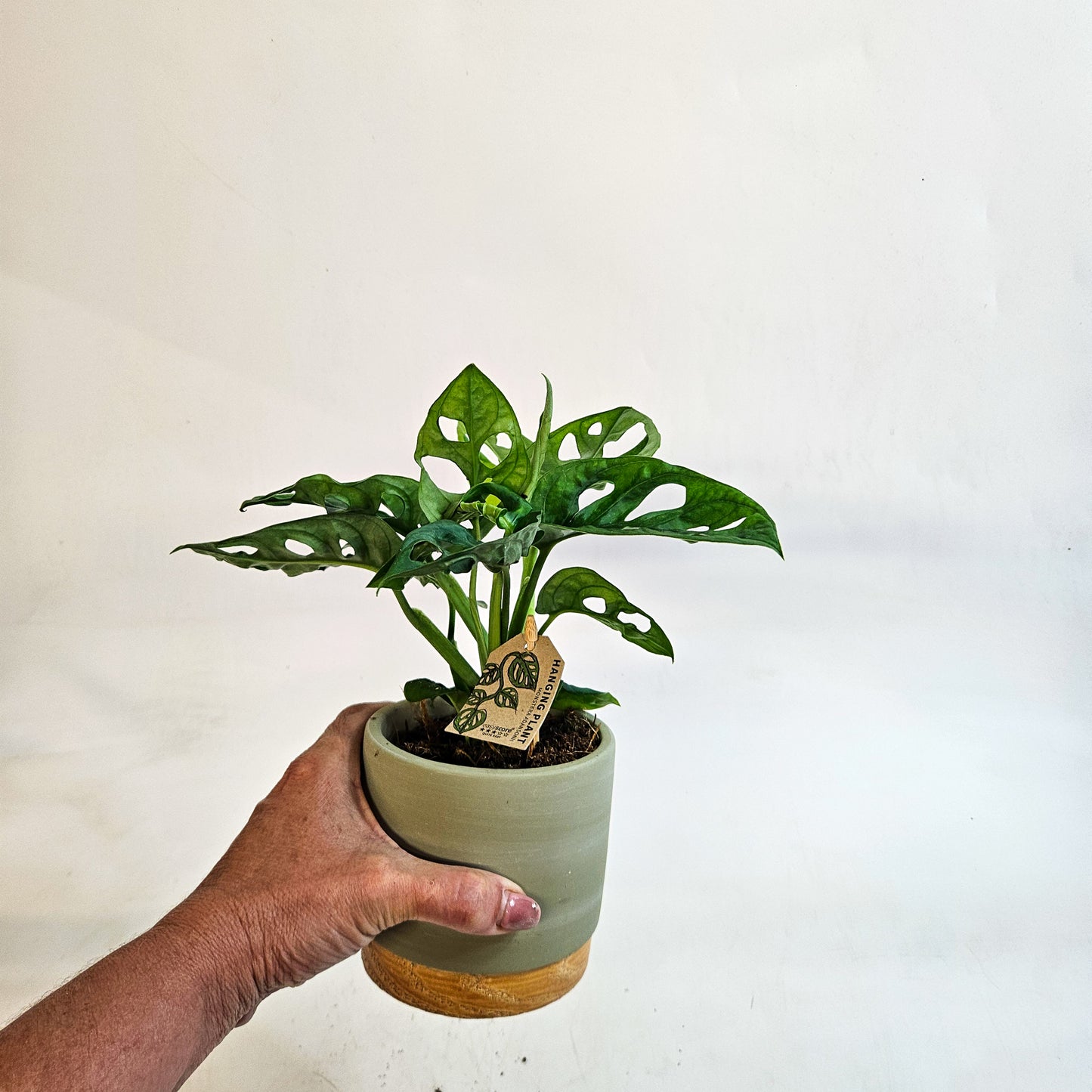 Monstera friedrichsthalii 10cm H18cm
