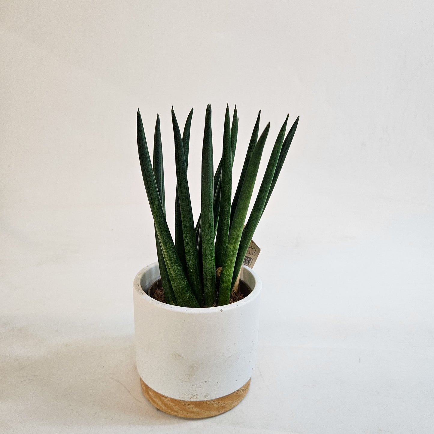 Sansevieria cylindrica 10cm H22cm