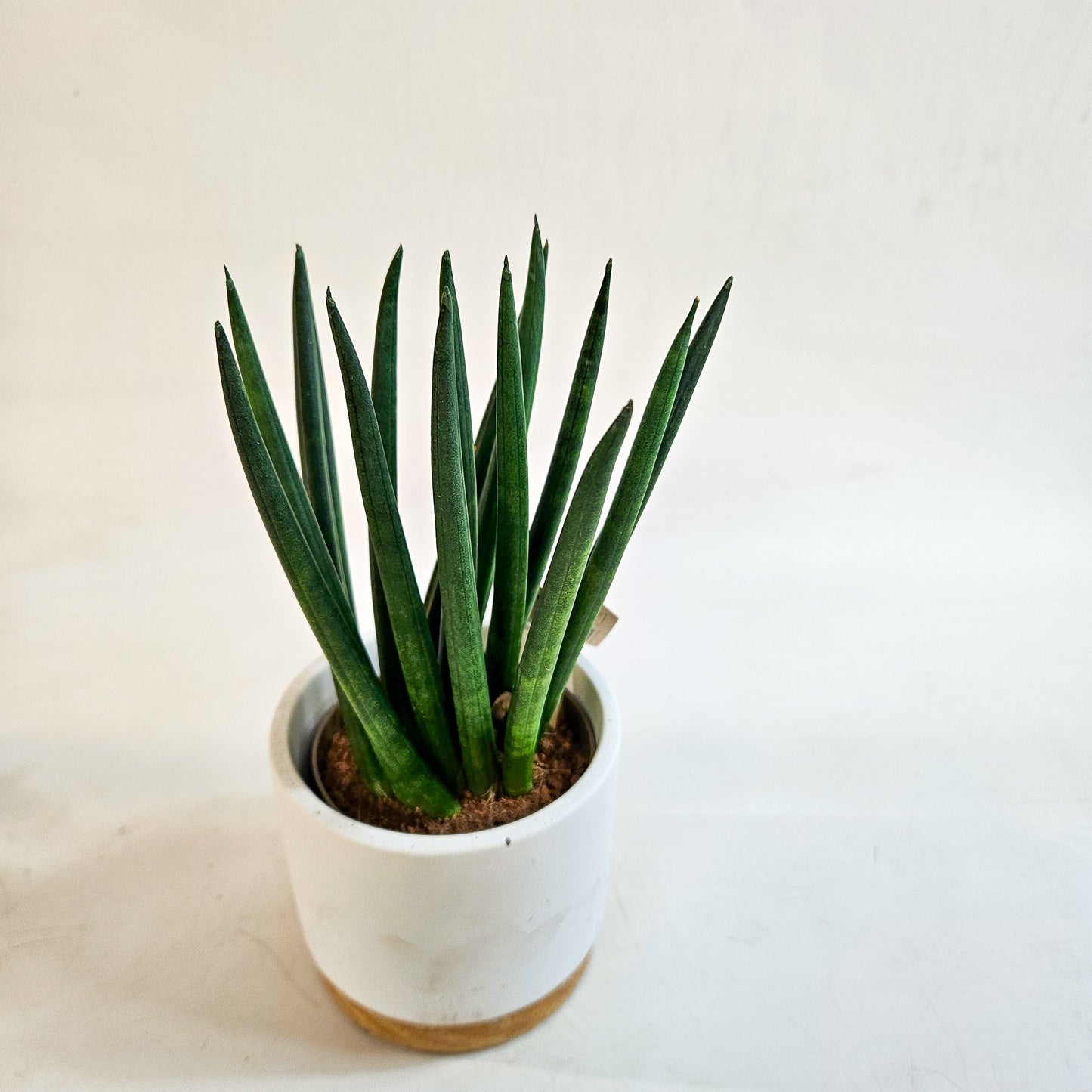 Sansevieria cylindrica 10cm H22cm