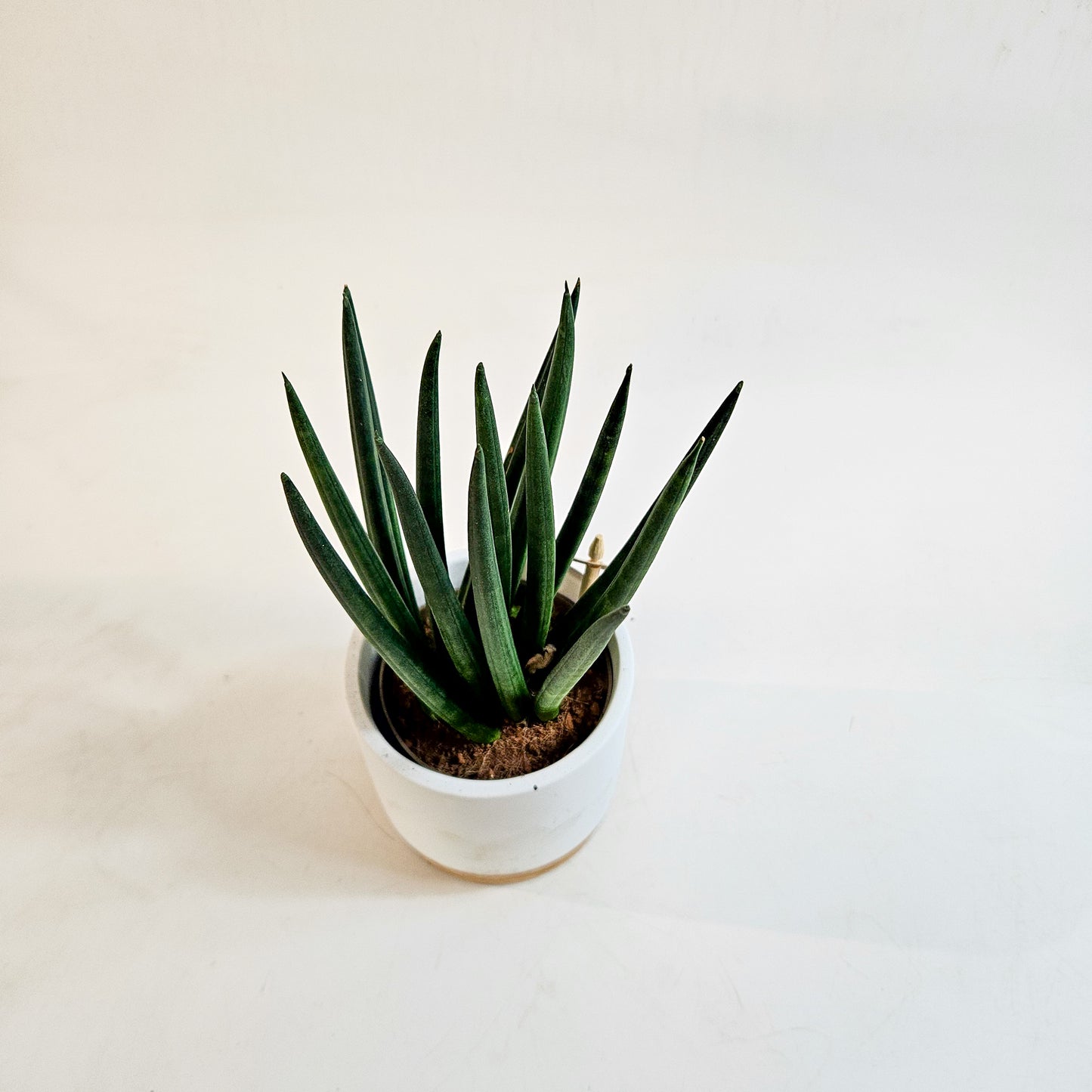 Sansevieria cylindrica 10cm H22cm