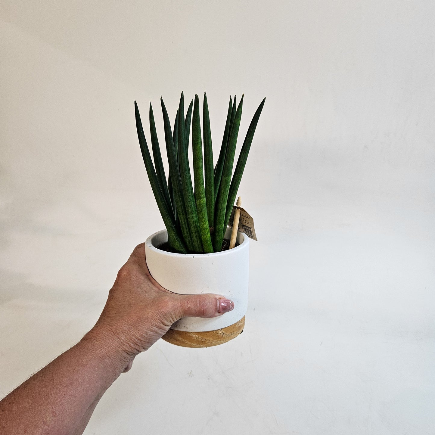 Sansevieria cylindrica 10cm H22cm