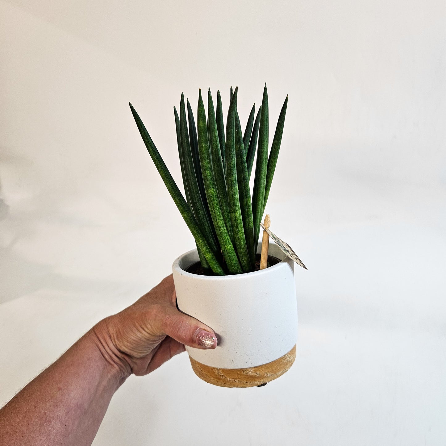 Sansevieria cylindrica 10cm H22cm