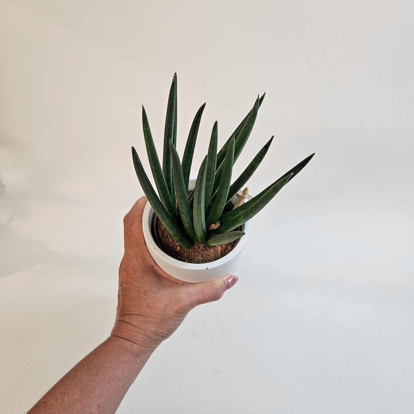 Sansevieria cylindrica 10cm H22cm