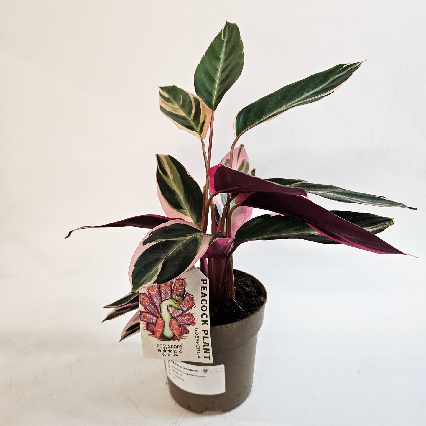 Stromanthe sanguinea 'Triostar' 11cm H25cm