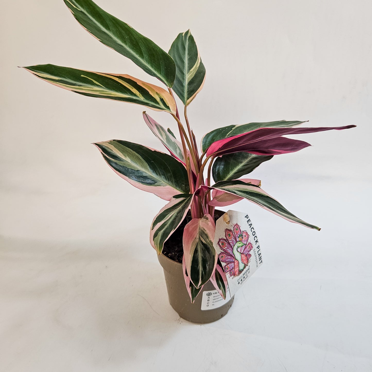 Stromanthe sanguinea 'Triostar' 11cm H25cm