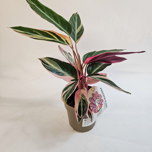 Stromanthe sanguinea 'Triostar' 11cm H25cm