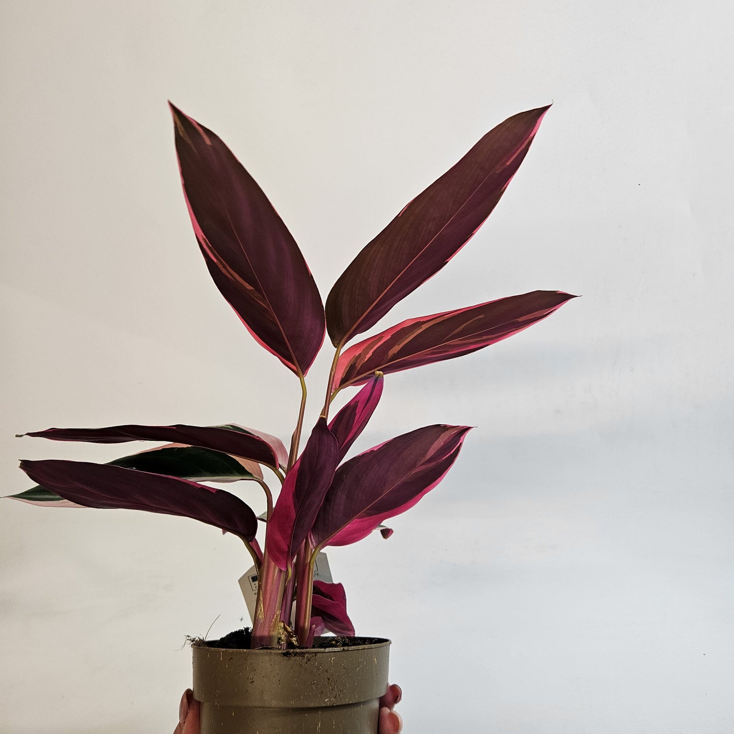 Stromanthe sanguinea 'Triostar' 11cm H25cm