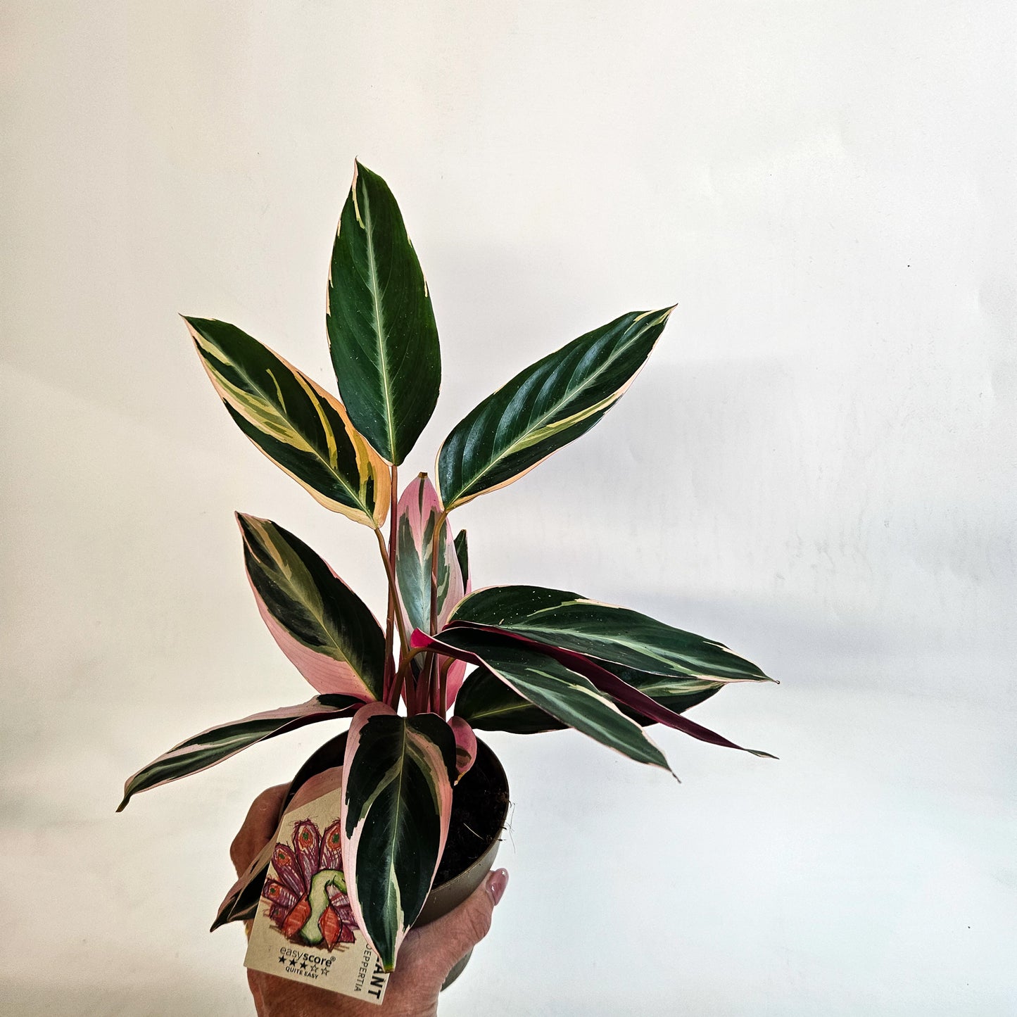 Stromanthe sanguinea 'Triostar' 11cm H25cm