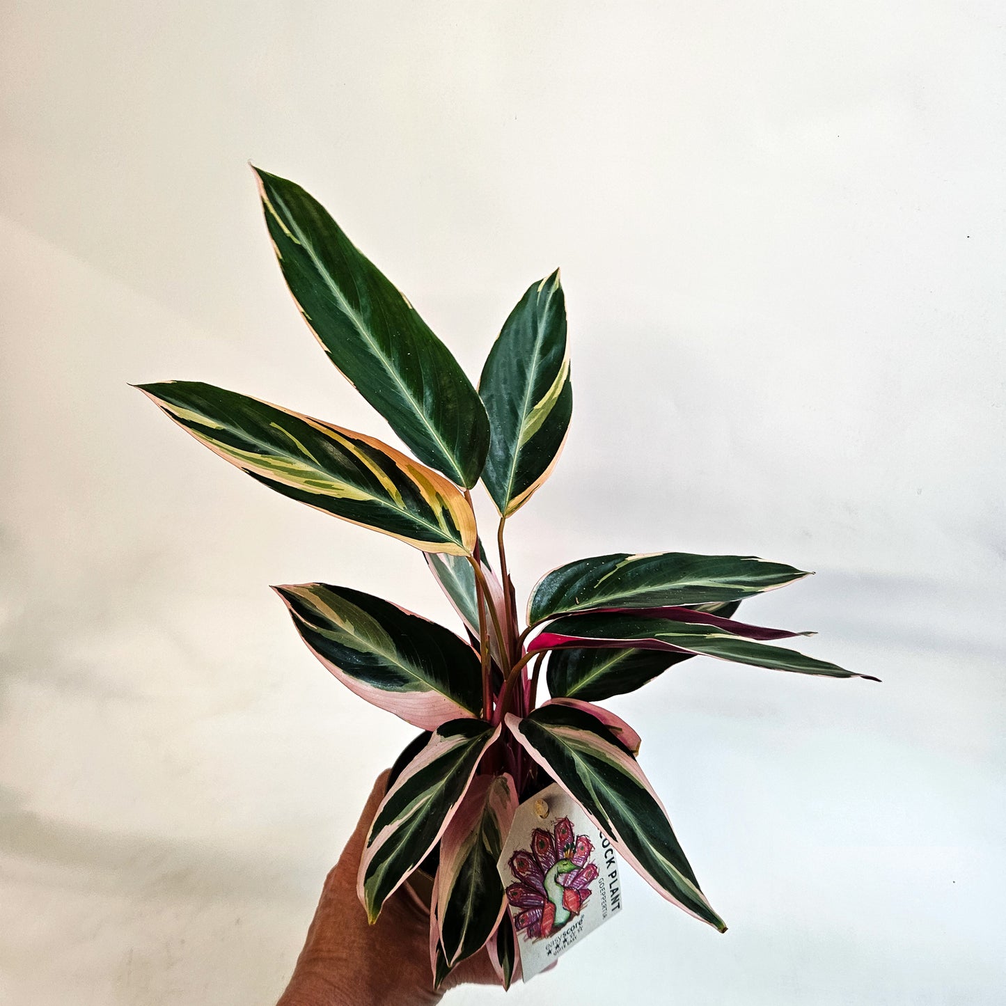 Stromanthe sanguinea 'Triostar' 11cm H25cm