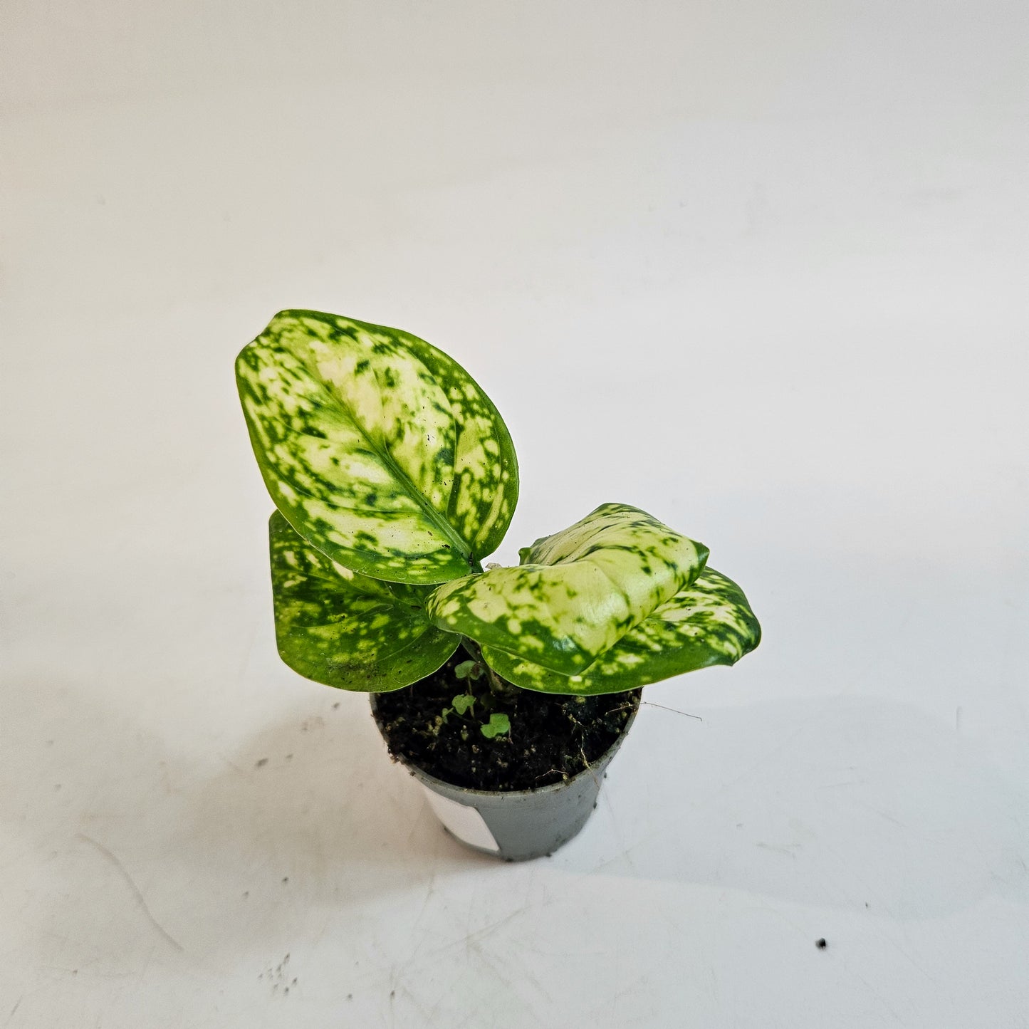 Aglaonema 'Snowflake' 6cm H12cm