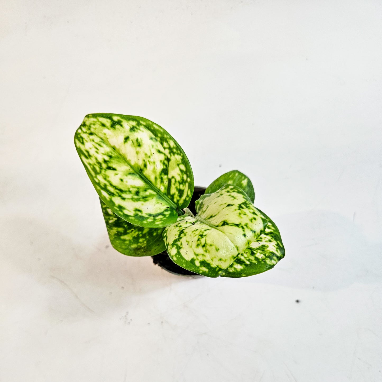 Aglaonema 'Snowflake' 6cm H12cm