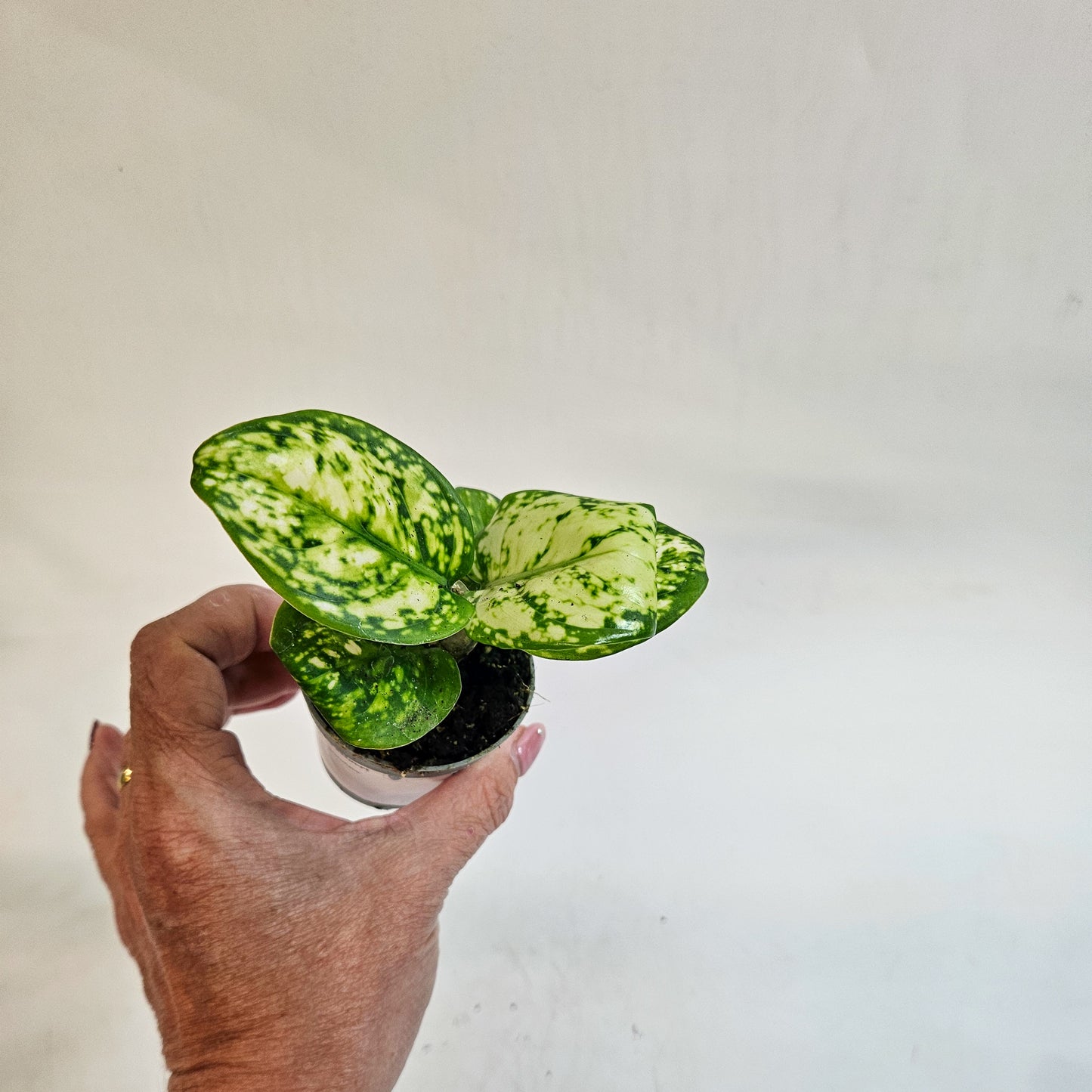 Aglaonema 'Snowflake' 6cm H12cm