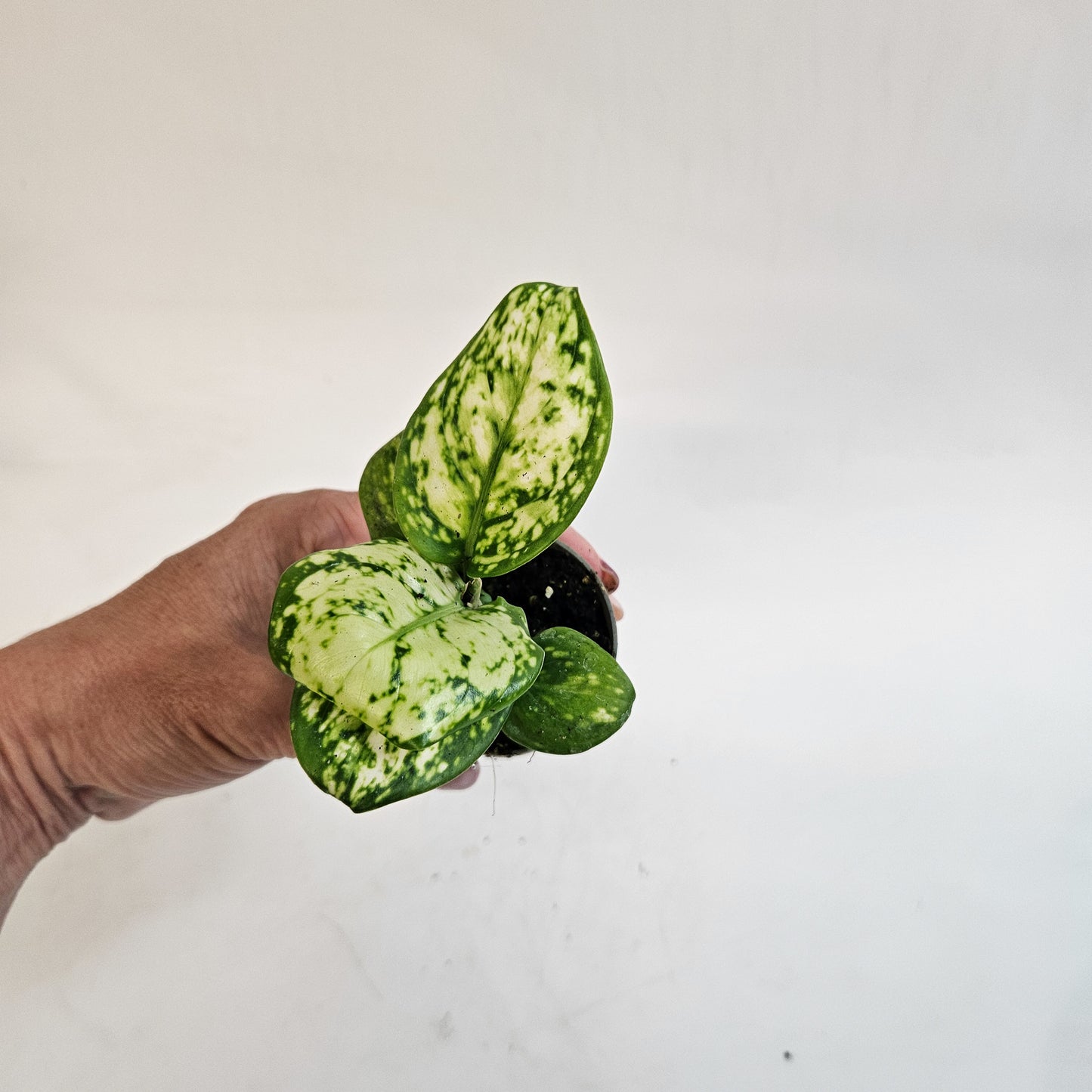 Aglaonema 'Snowflake' 6cm H12cm