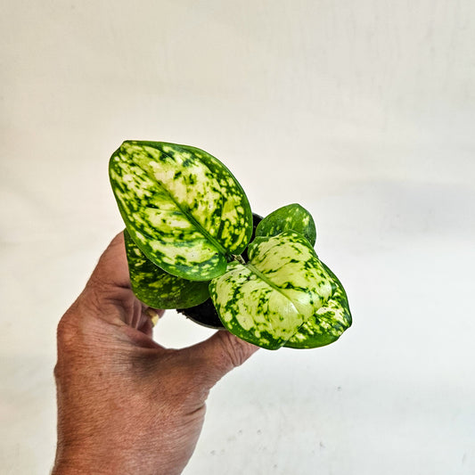Aglaonema 'Snowflake' 6cm H12cm