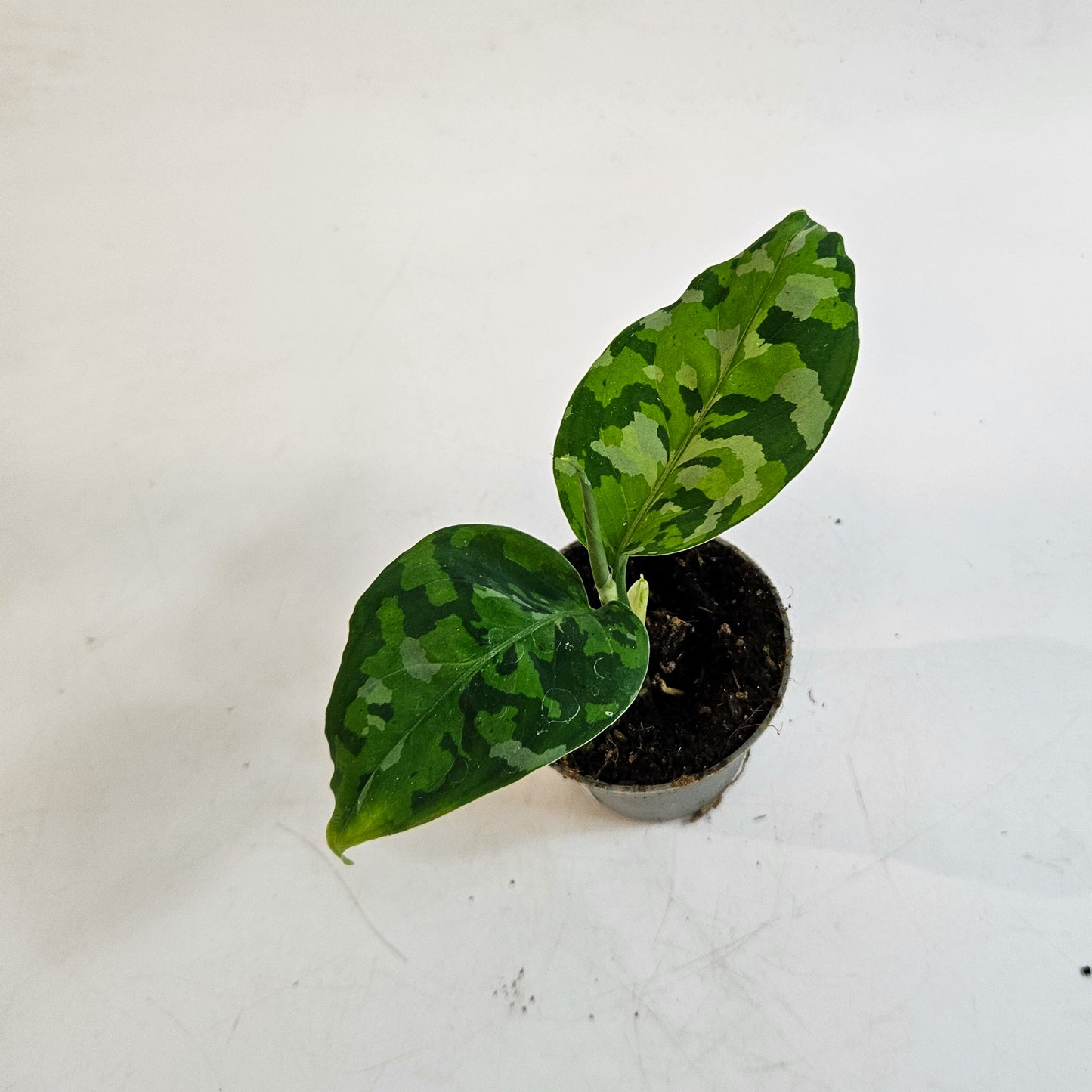 Aglaonema pictum 'Tricolor' 6cm H10cm