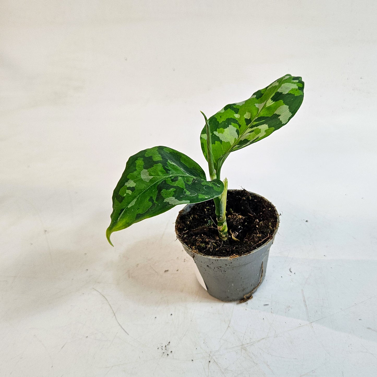 Aglaonema pictum 'Tricolor' 6cm H10cm