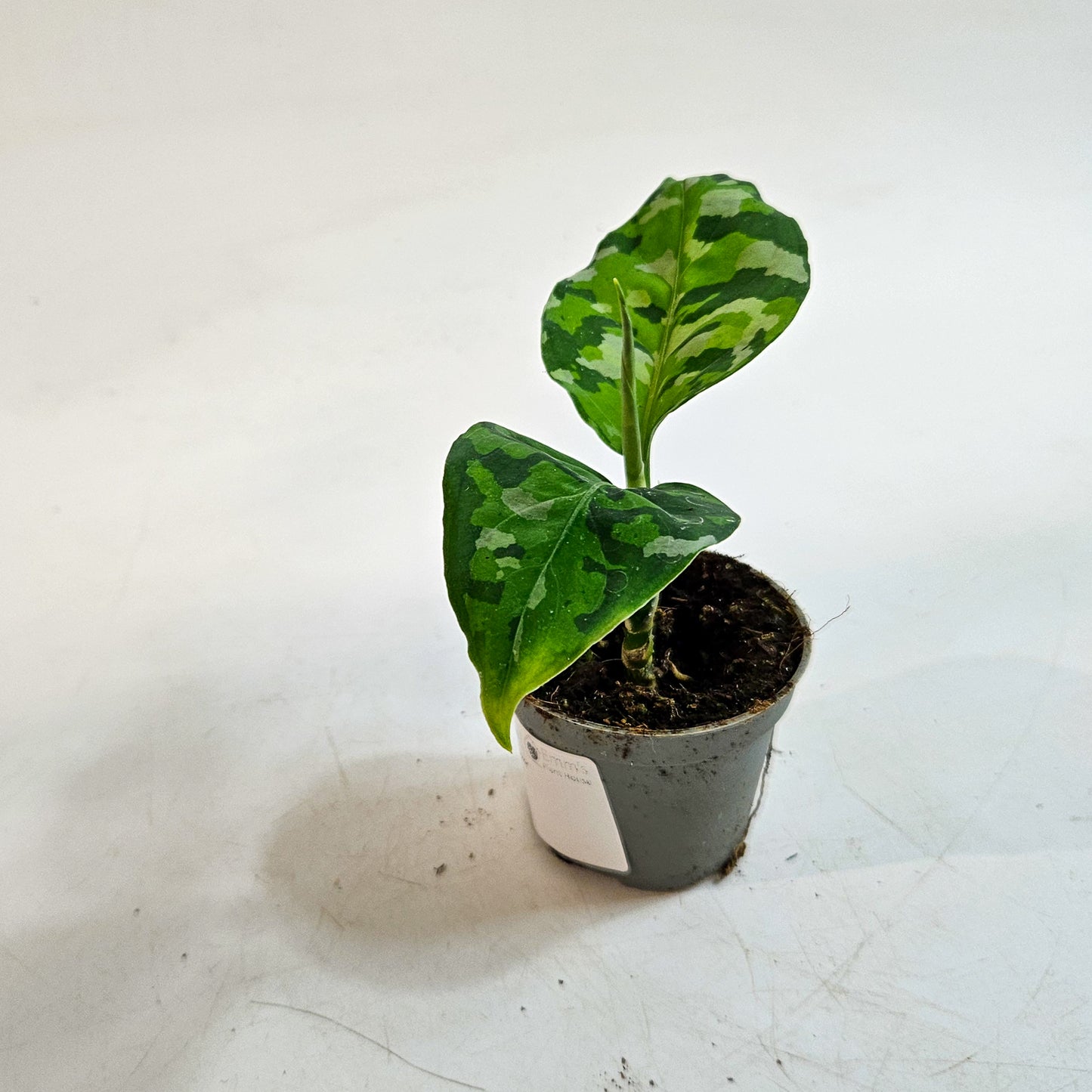 Aglaonema pictum 'Tricolor' 6cm H10cm