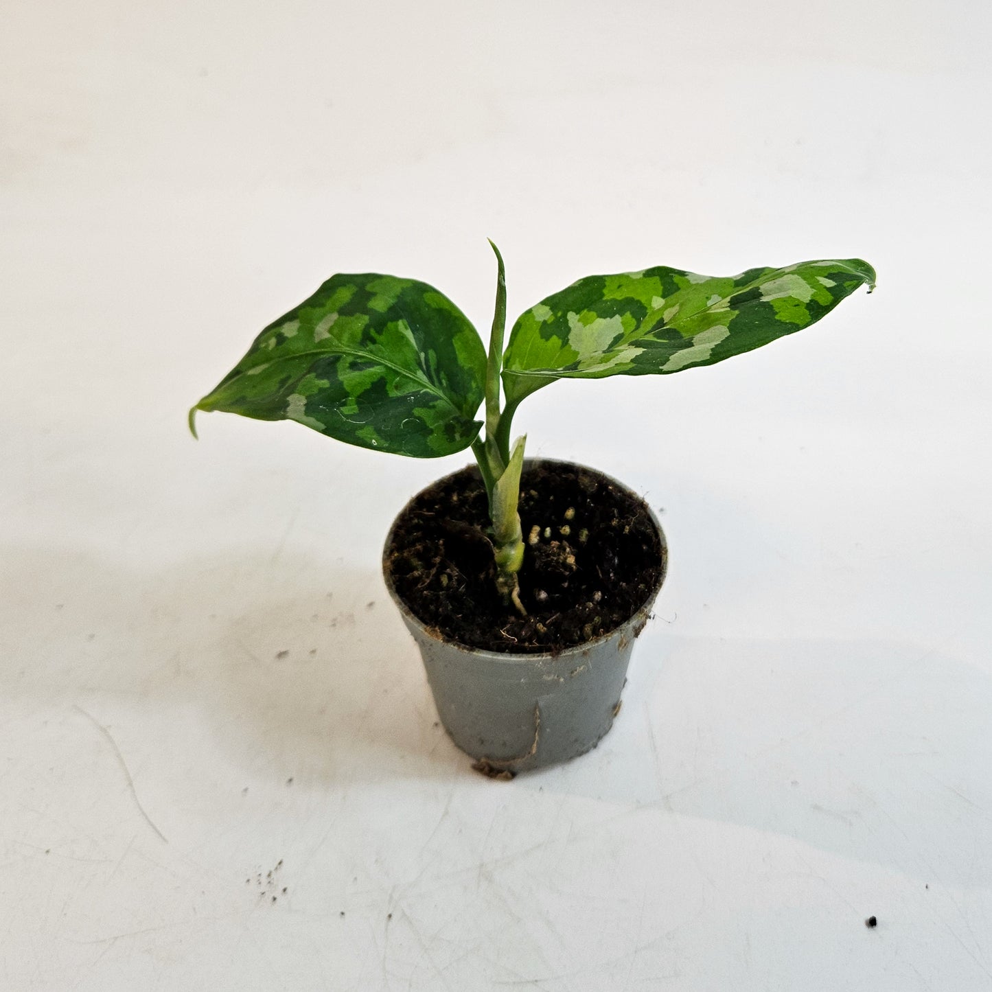 Aglaonema pictum 'Tricolor' 6cm H10cm