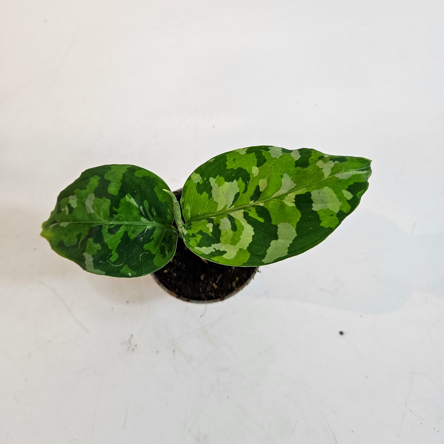 Aglaonema pictum 'Tricolor' 6cm H10cm