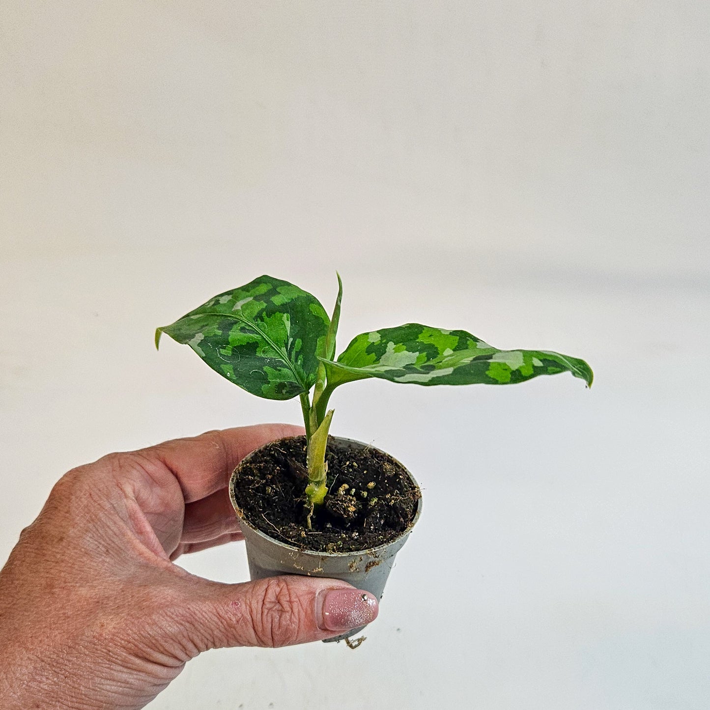 Aglaonema pictum 'Tricolor' 6cm H10cm