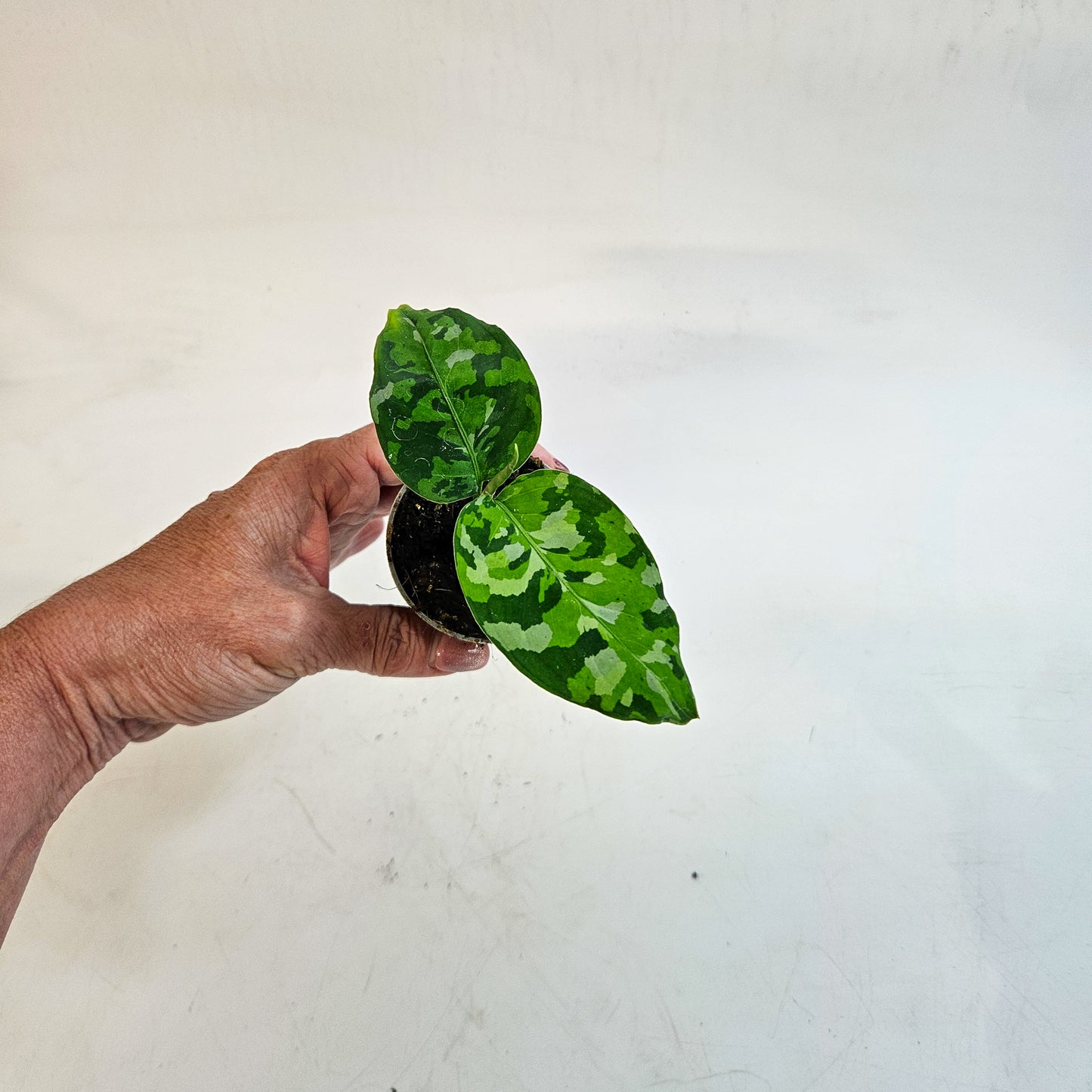 Aglaonema pictum 'Tricolor' 6cm H10cm