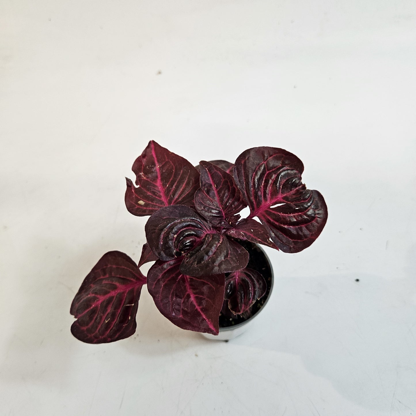 Iresine herbstii 6cm H10cm
