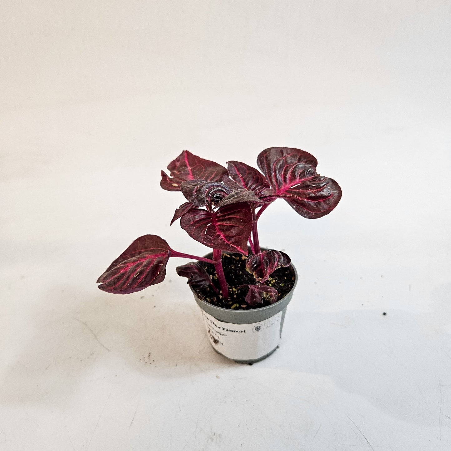 Iresine herbstii 6cm H10cm