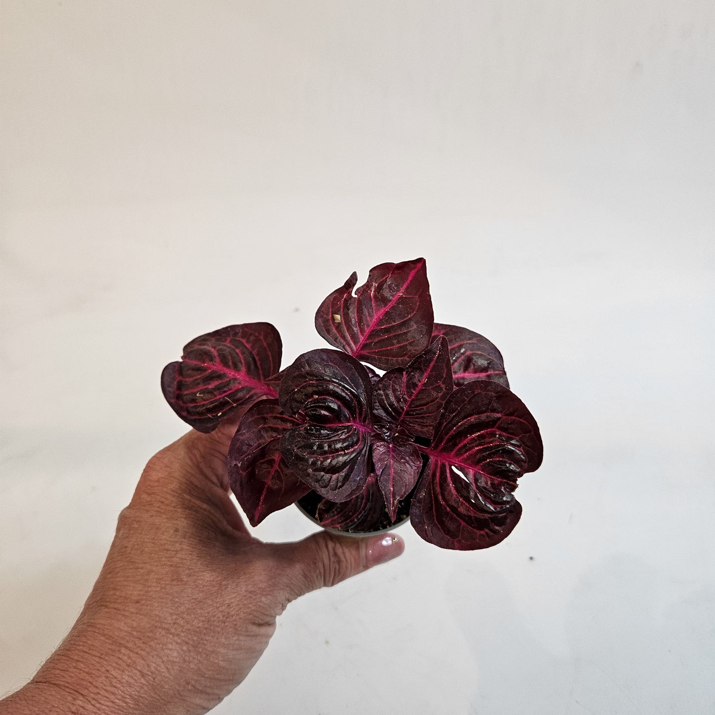 Iresine herbstii 6cm H10cm