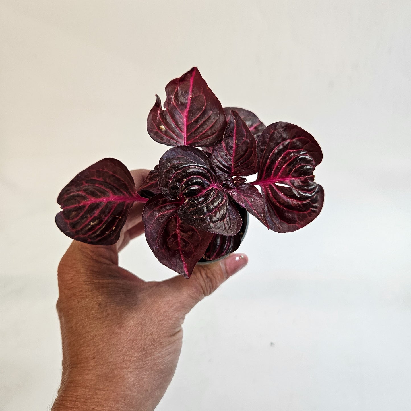 Iresine herbstii 6cm H10cm