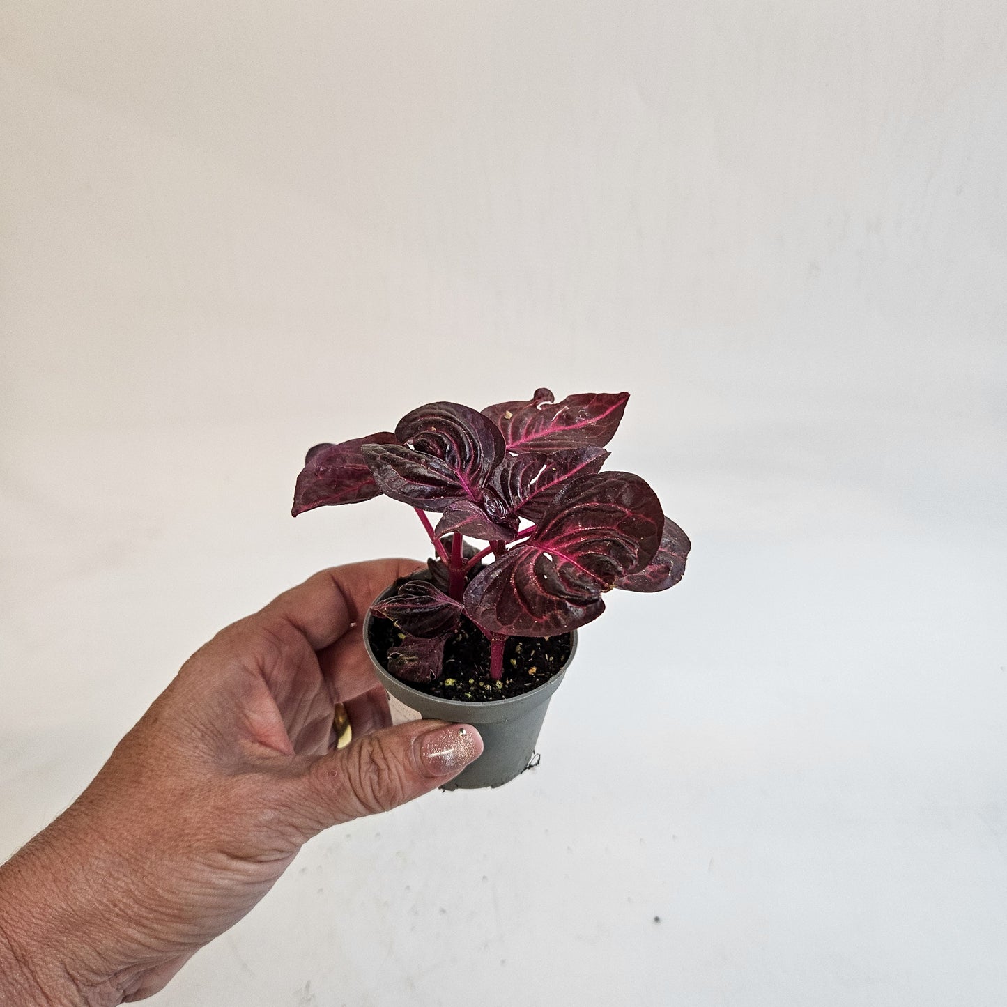 Iresine herbstii 6cm H10cm